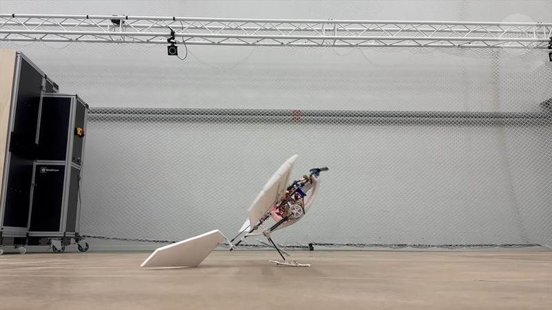 鳥のように歩ける