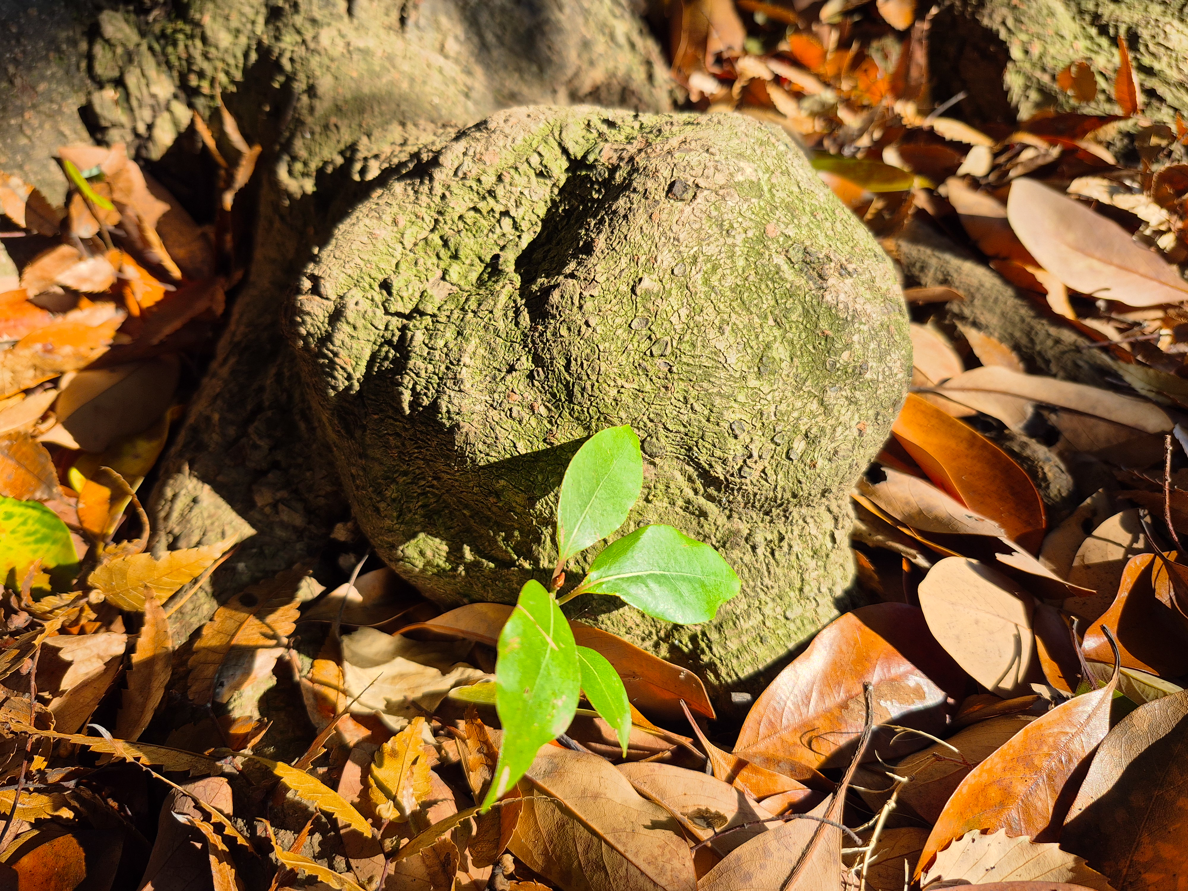 広角カメラで撮影