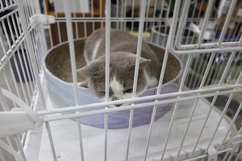 オフィスにはネコも。特定の名前はないそうで、スタッフみんなが好きな名前で呼んでいるらしいが、とても人懐っこい