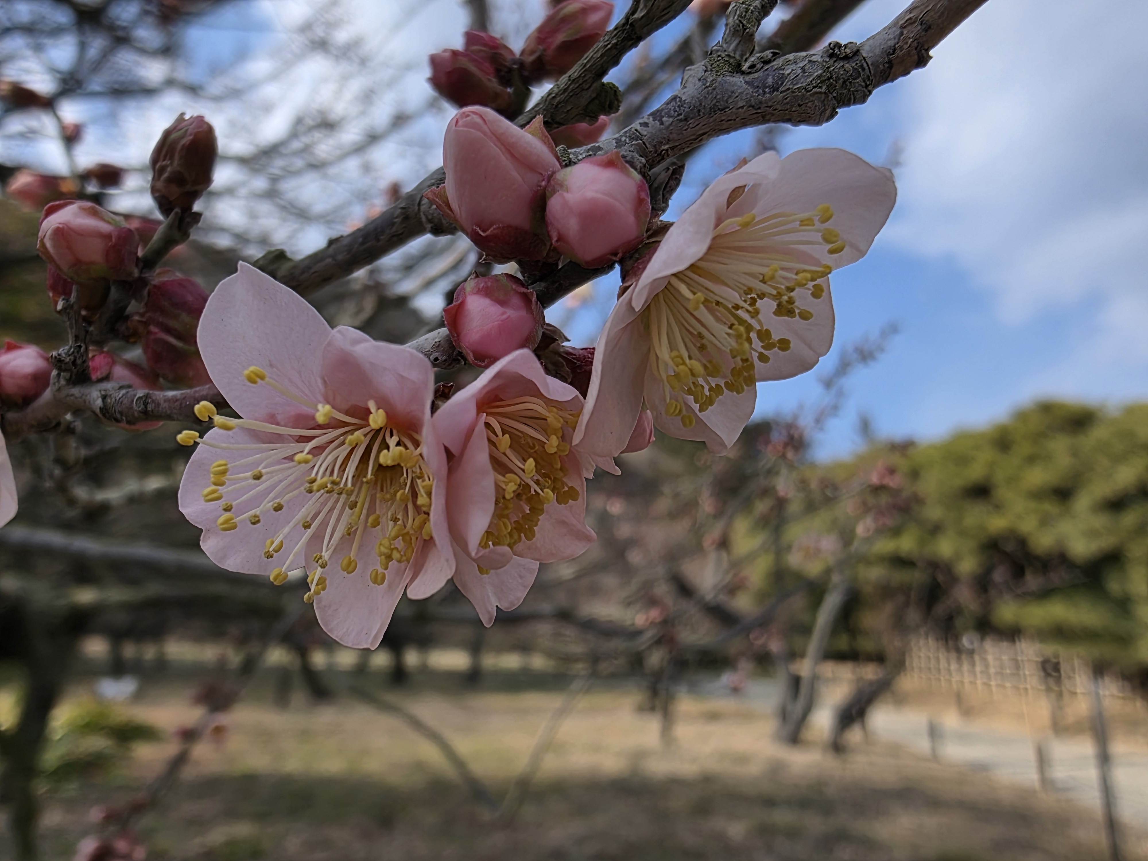 Galaxy S25 Ultraのマクロ撮影では、かなり高精細な写真を撮影できる