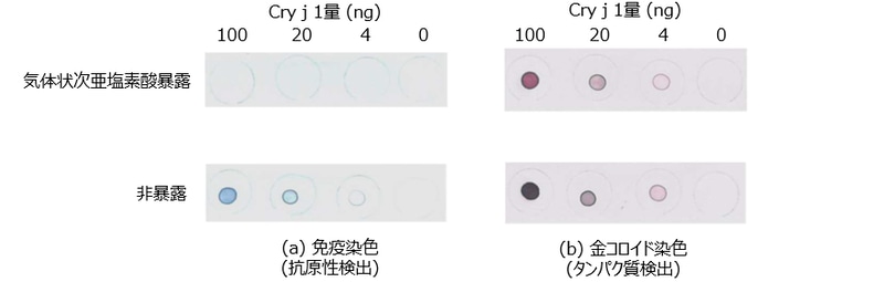 ドットプロット法による抗原性検出