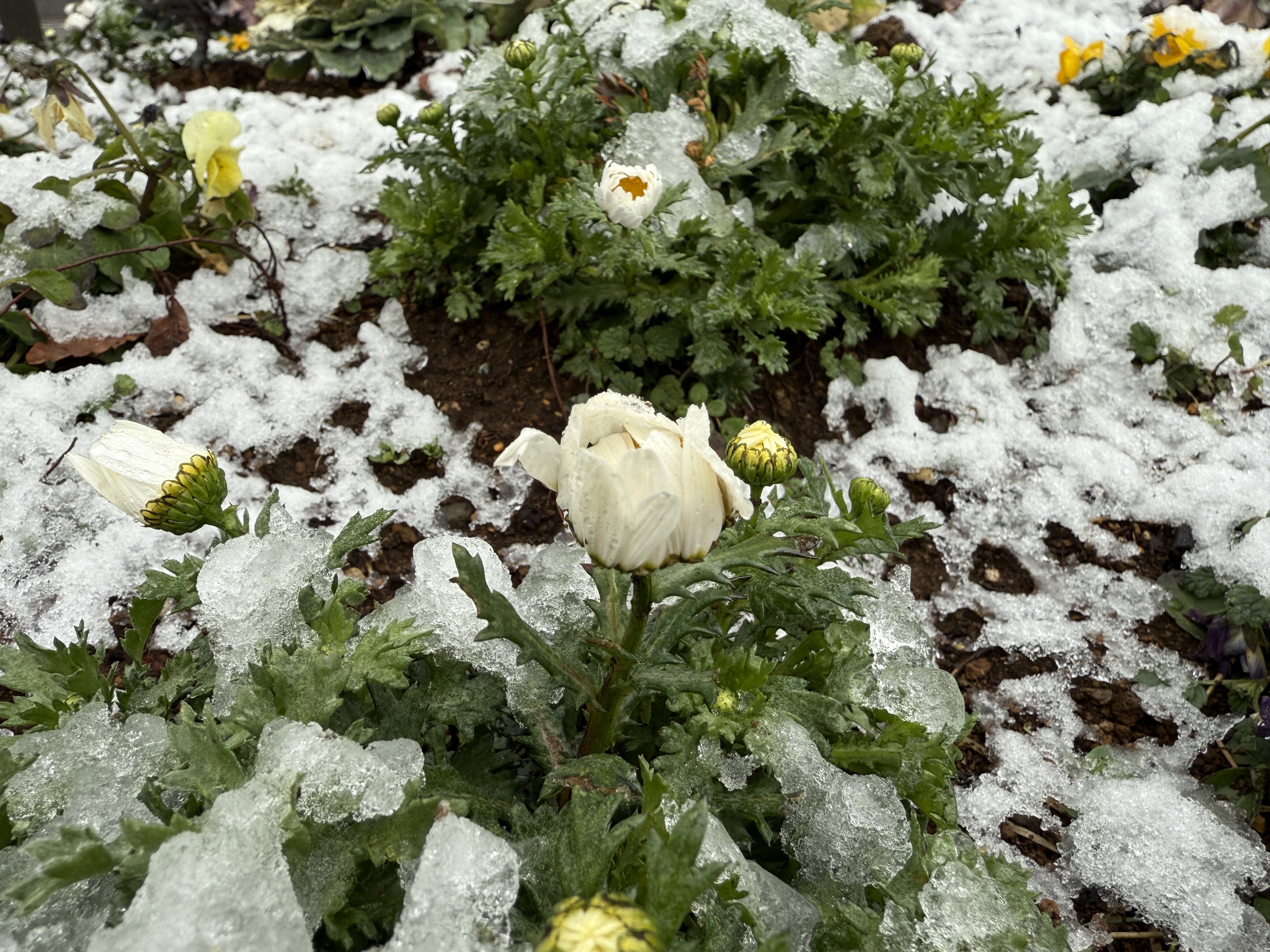 16 Proで撮影(マクロモード)