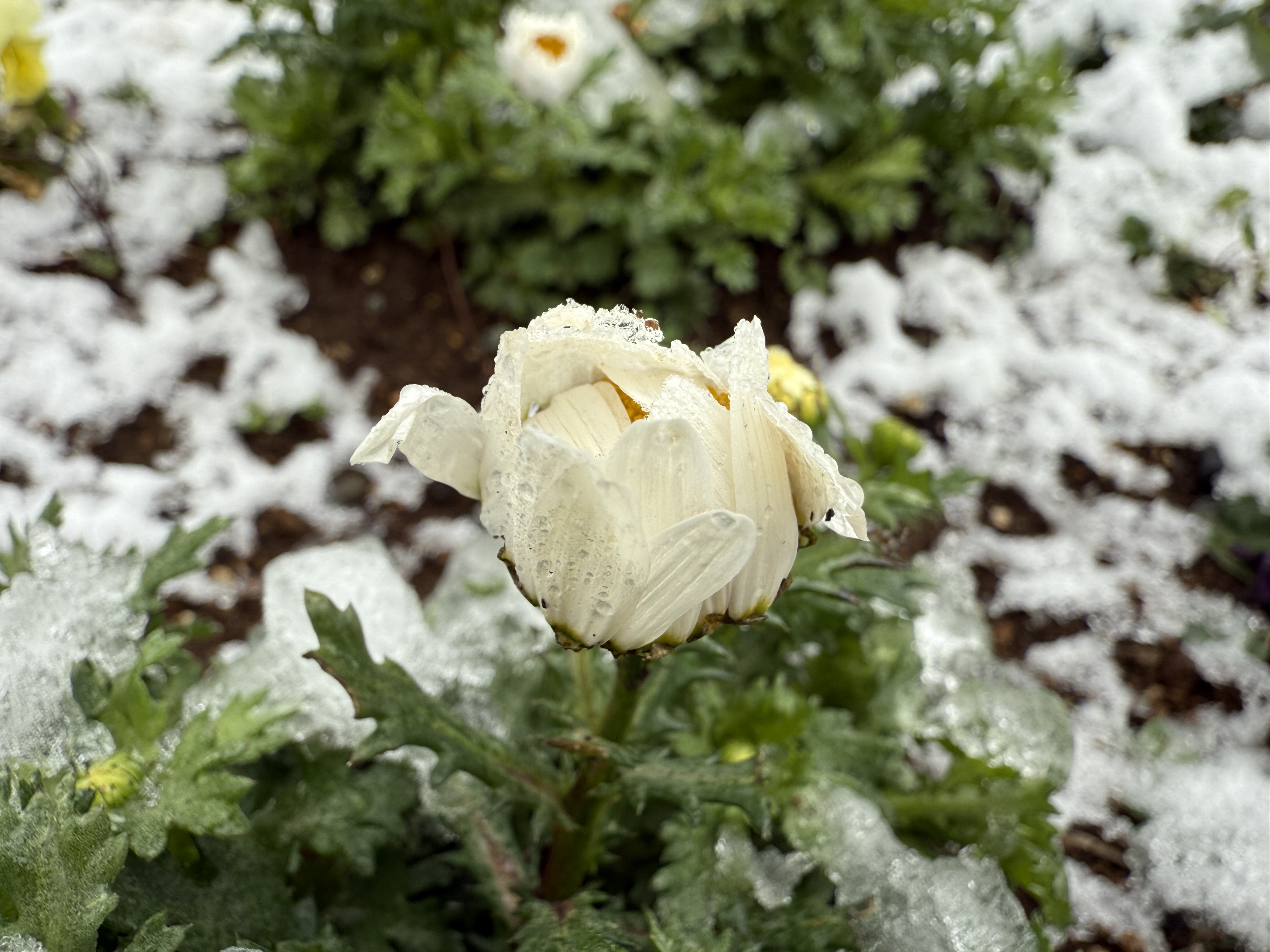 16 Proで撮影(マクロモード)