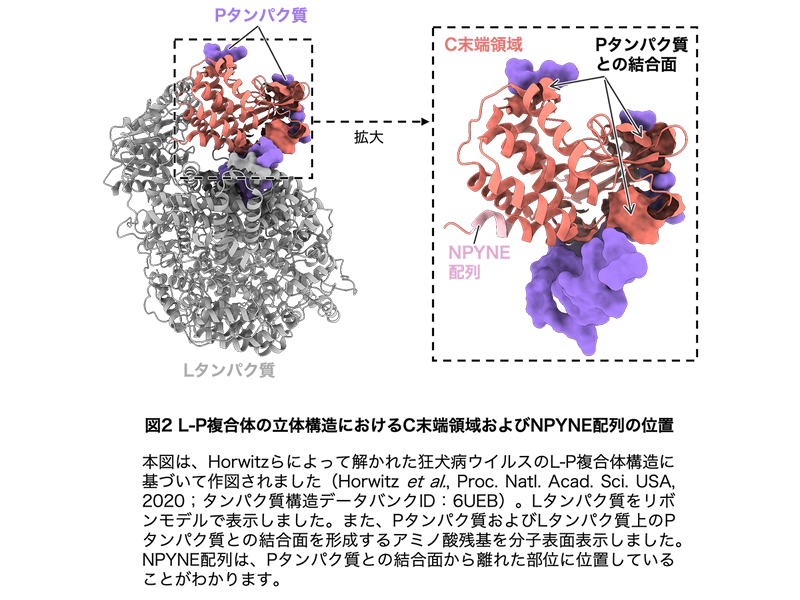 今回研究対象となった、L-Pタンパク質との結合面から離れたところにあるNPYNE配列。このNPYNE配列が弱点となりうる
