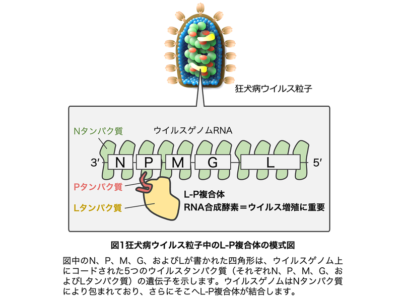 狂犬病ウイルス粒子中のL-P複合体の模式図。このL-P複合体がウイルス増殖の中心的な役割を担う