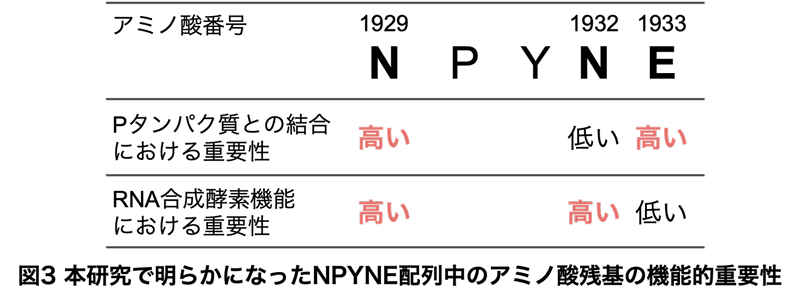 NPYNE配列中のアミノ酸残基の機能的重要性