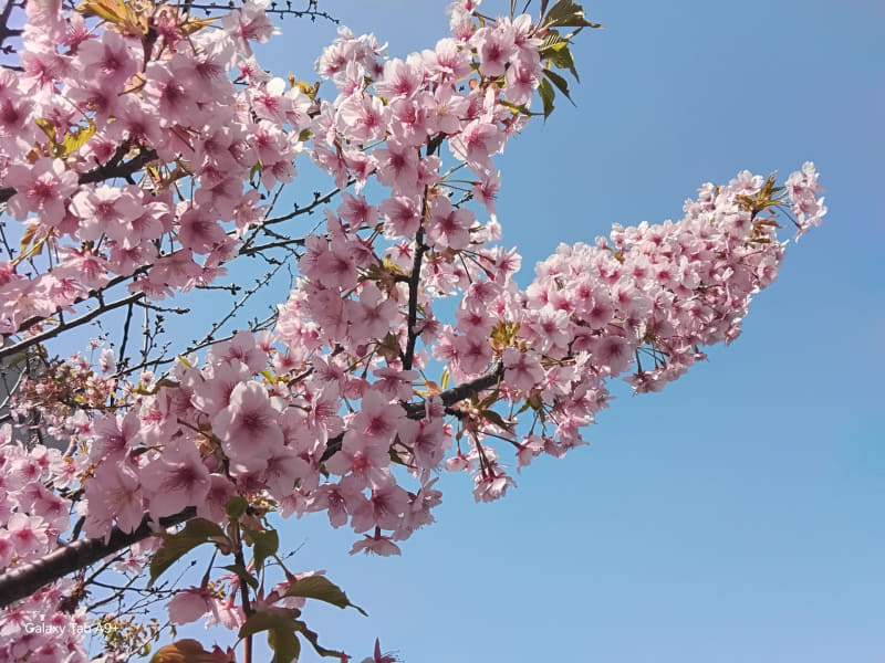 アウトカメラの撮影サンプル。ナチュラル寄りの画質