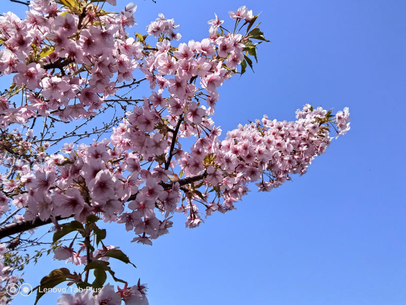 アウトカメラの撮影サンプル。彩度高めでくっきり