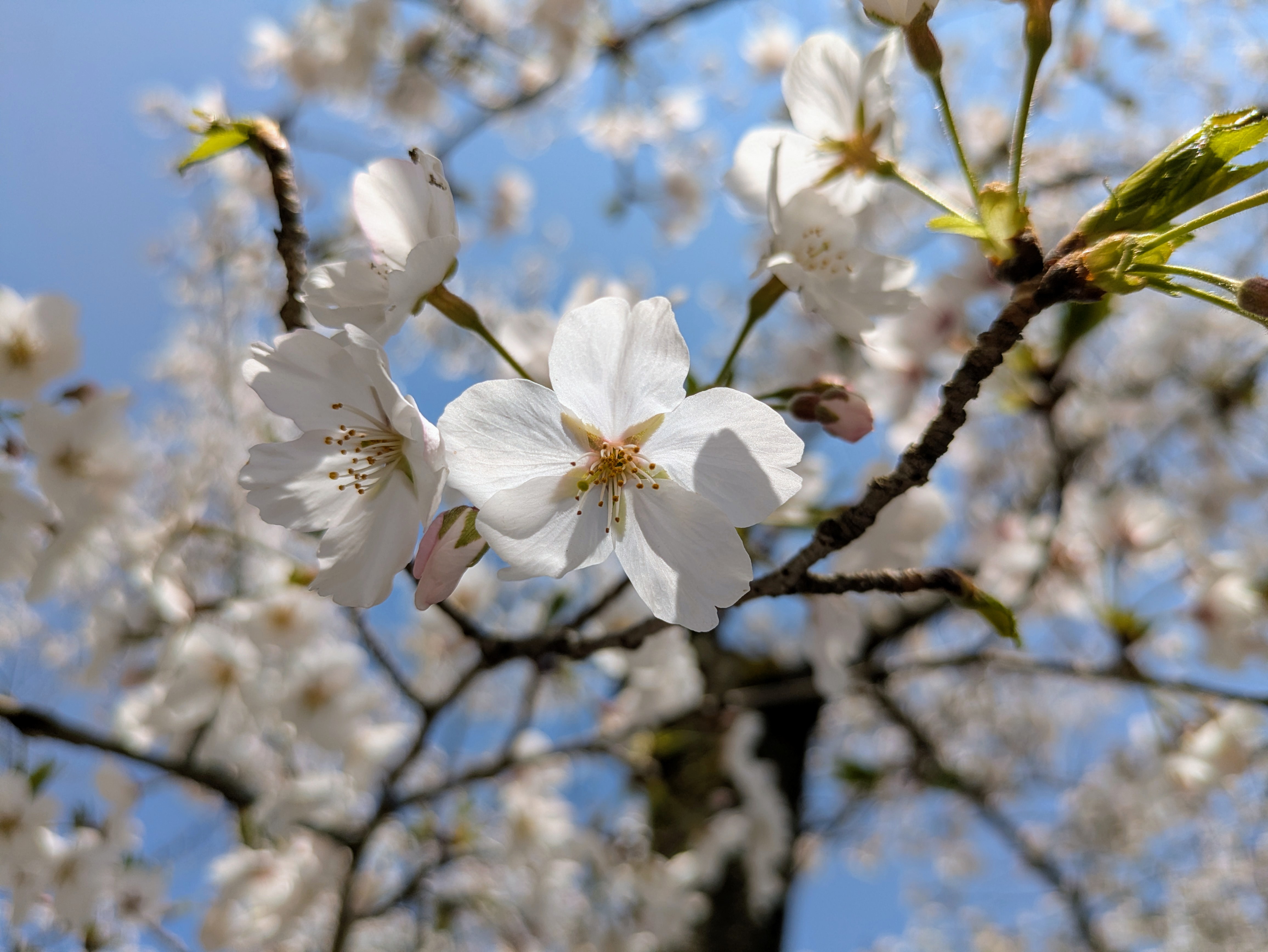 Pixel 8aでは被写体に最大限近付いてもこの程度