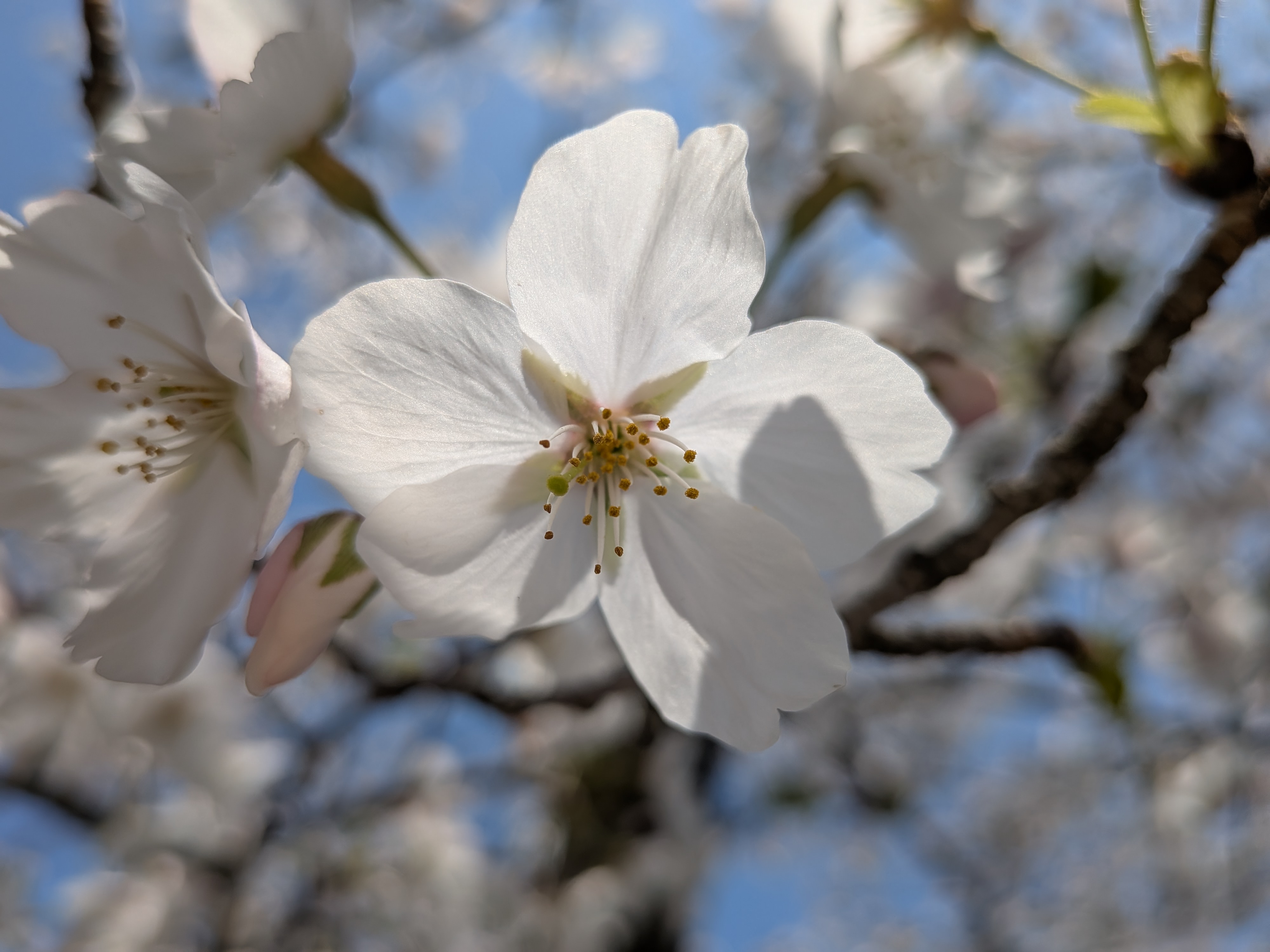 Pixel 9aではマクロフォーカスによって桜の花1輪もここまで大写しできる