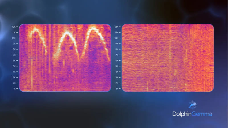 DolphinGemmaの初期テスト中に生成されたホイッスル(左)とバーストパルス(右)