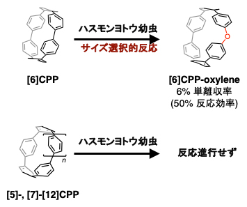 異なる環サイズの[n]CPPを用いた昆虫内ナノカーボン合成