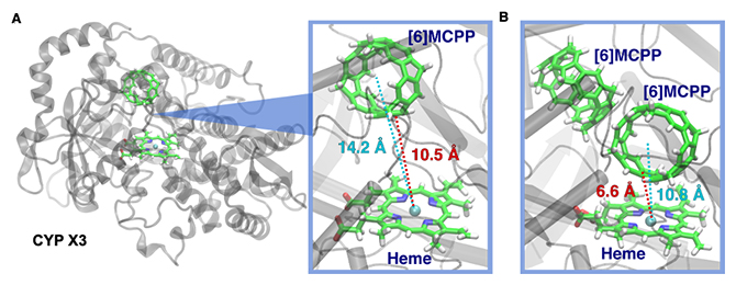 分子動力学シミュレーションによるCYP X3と[6]MCPPとの相互作用様式