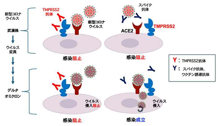 すべての新型コロナウイルス変異株の感染を阻止できるTMPRSS2抗体