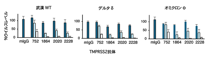 TMPRSS2抗体によるウイルス感染抑制の効果