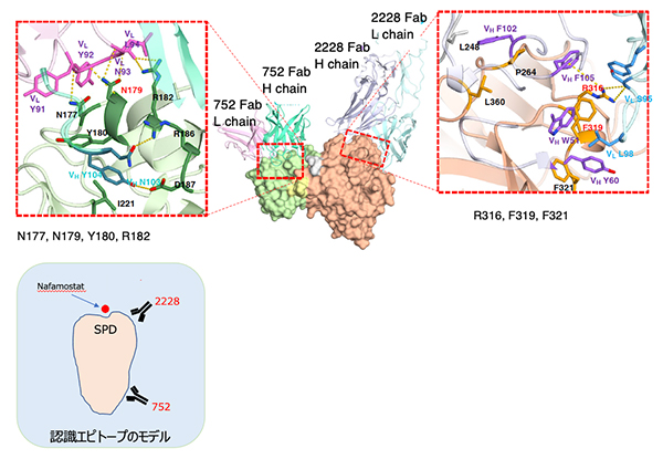 今回開発された抗体4種類はすべてTMPRSS2に対して高い親和性を示した