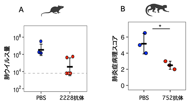 動物モデルでの新型コロナウイルス感染のTMPRSS2抗体による抑制