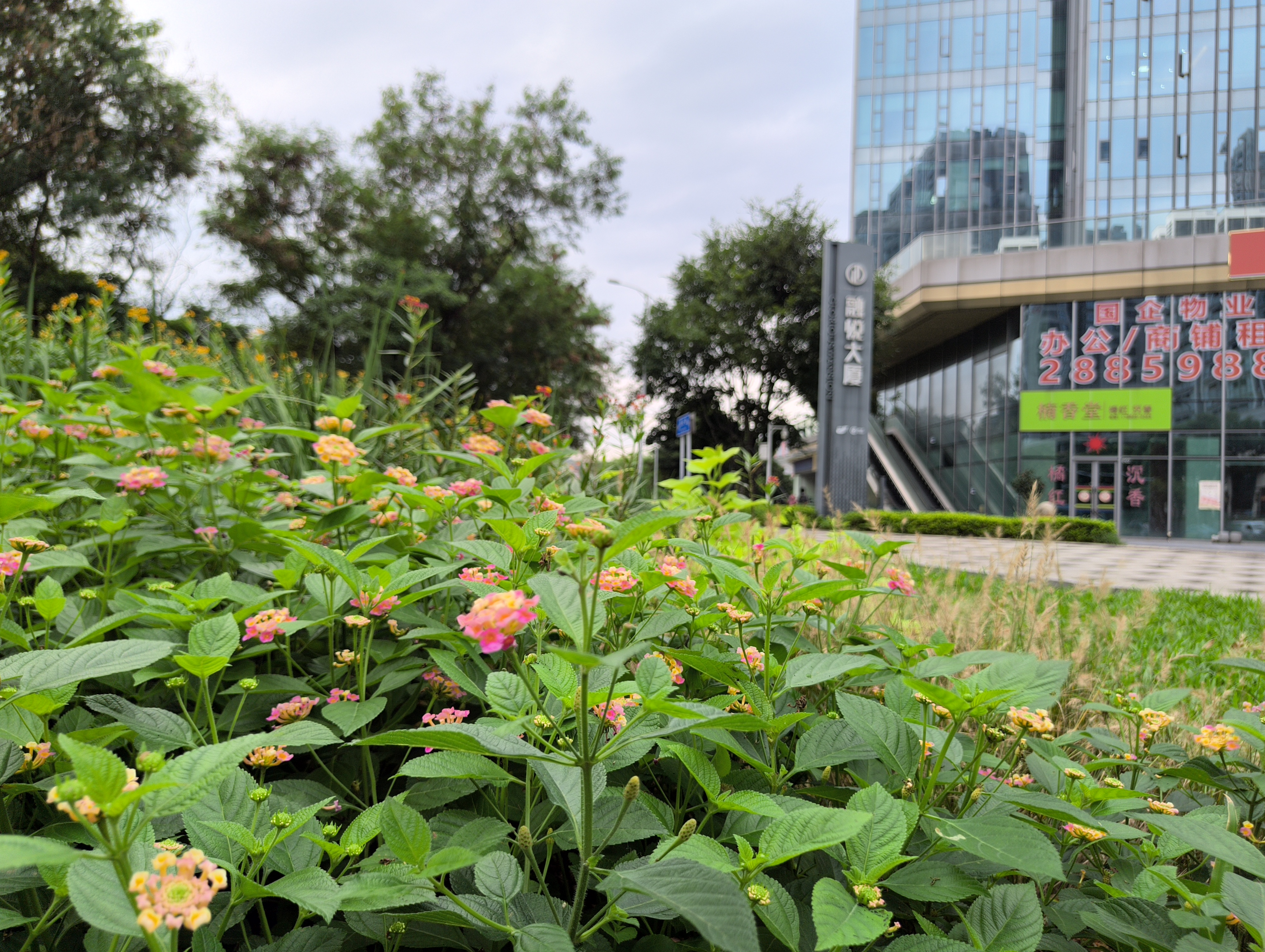 残念ながら深セン最終日は台風18号上陸直前で天気に恵まれなかったが、曇の日らしいあっさりとした絵が撮れた