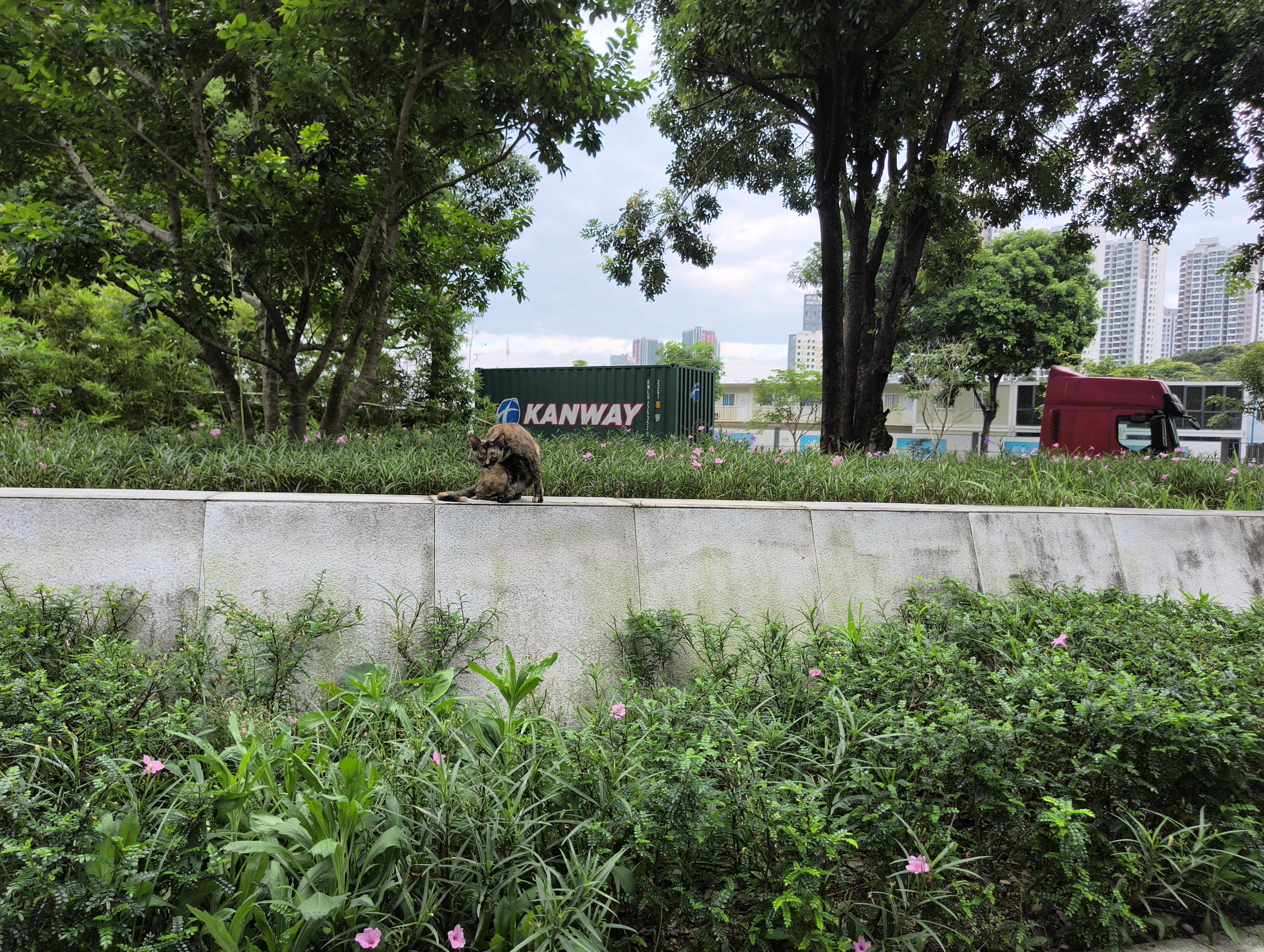 こんな都会でも野良猫は普通にいたりする