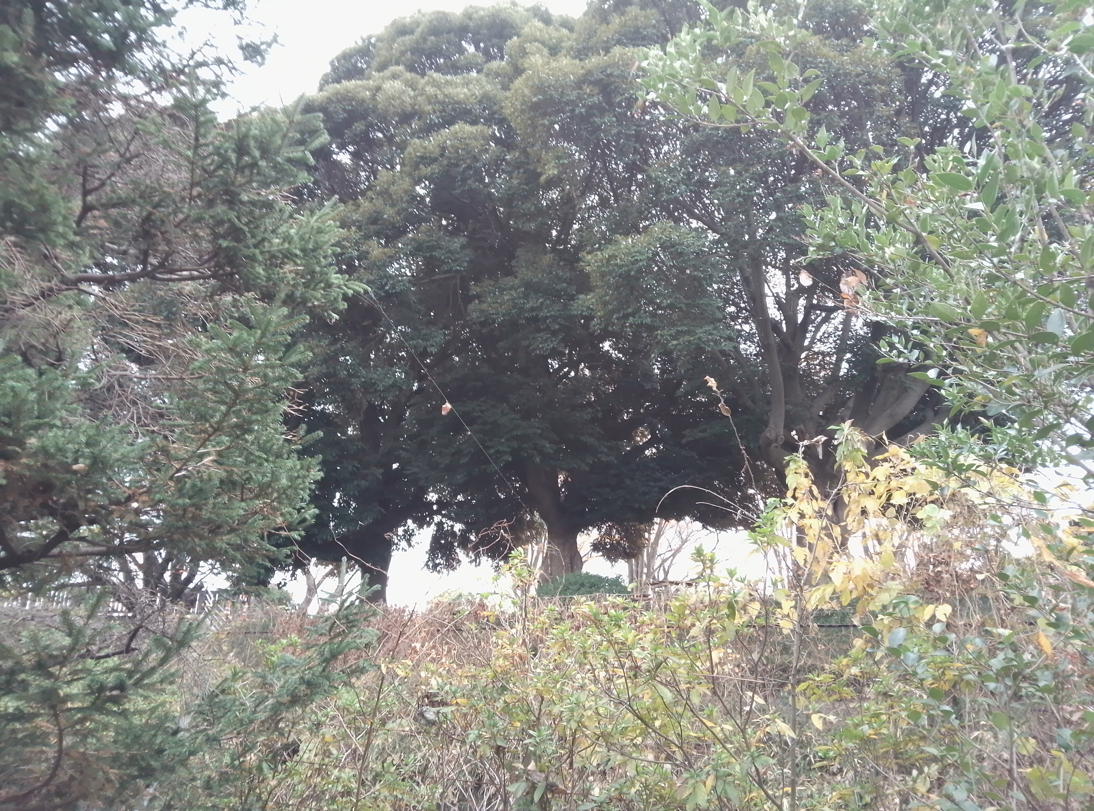 メインカメラで撮影