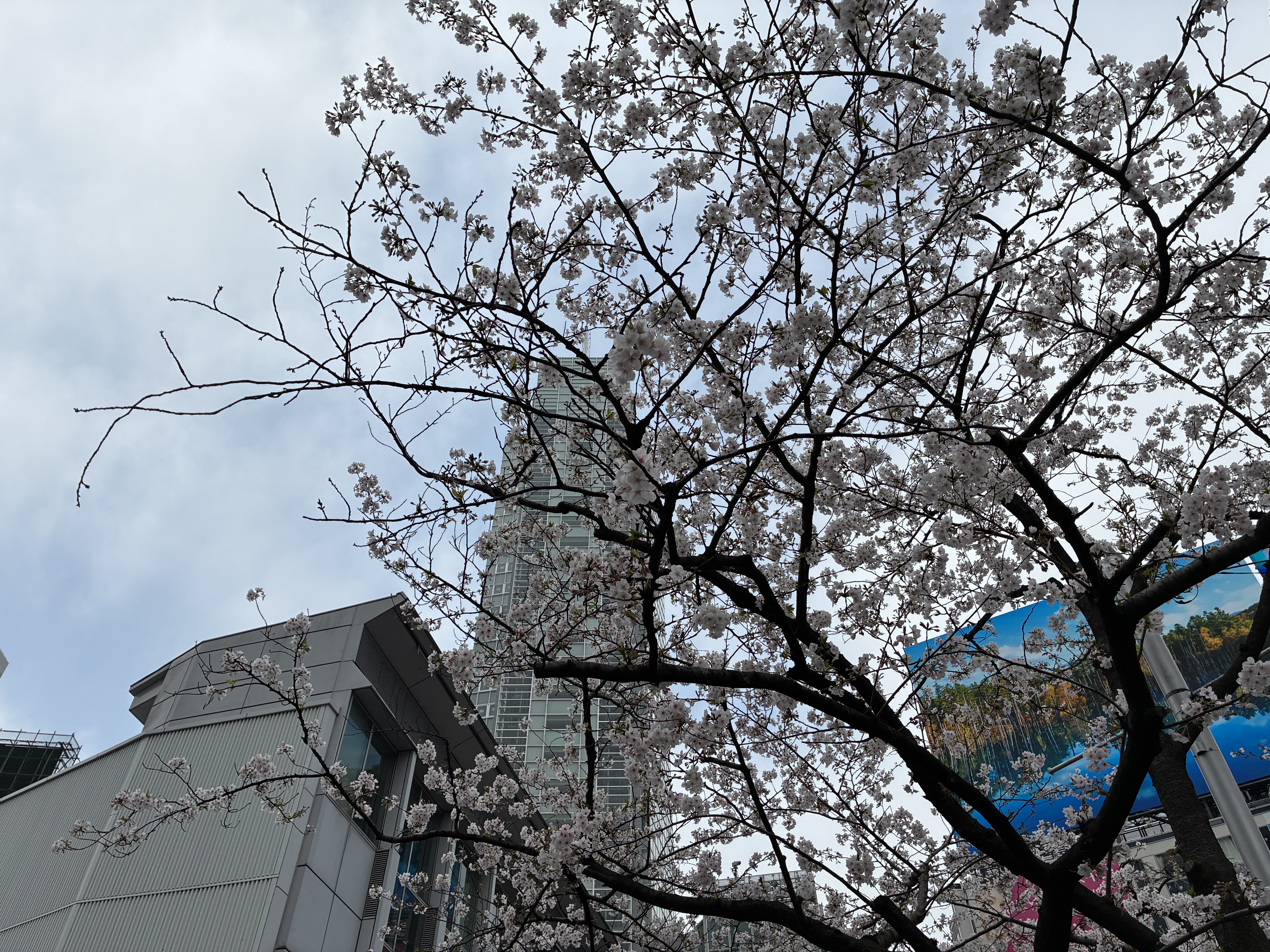 24MPモードで撮影