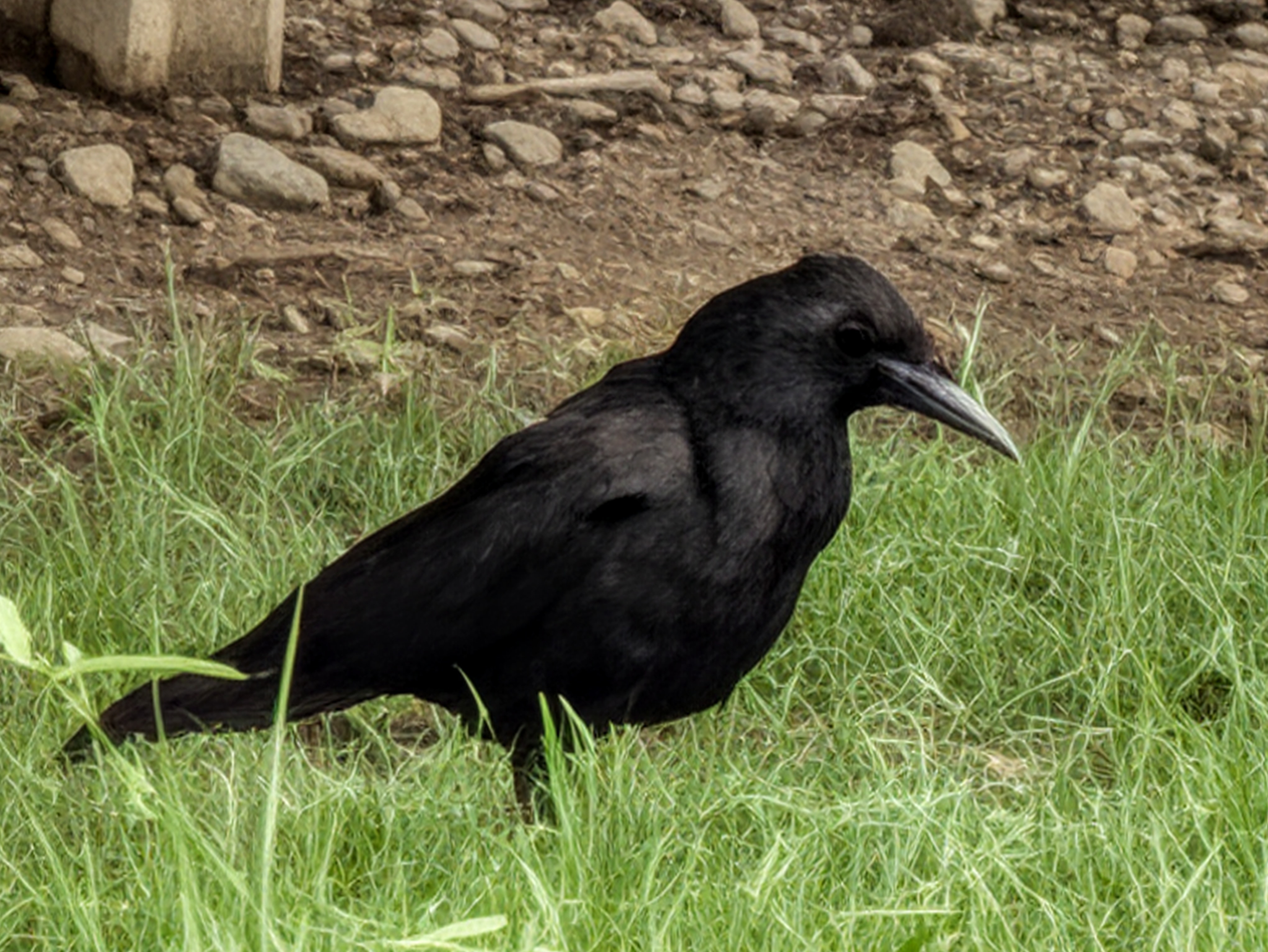 超解像ズームPro処理後。カラスや草、砂利などがほぼ破綻なく再現できている