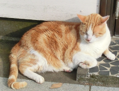 こちらがターゲットとして用意した猫の画像