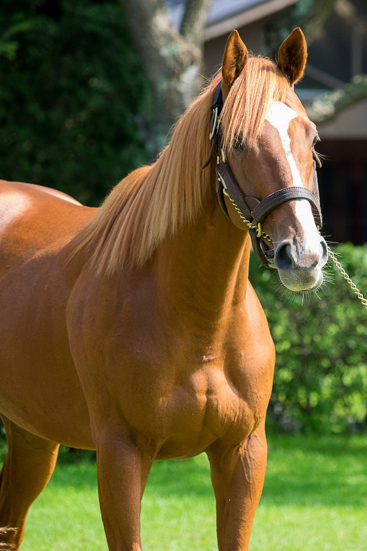 オルフェーヴル