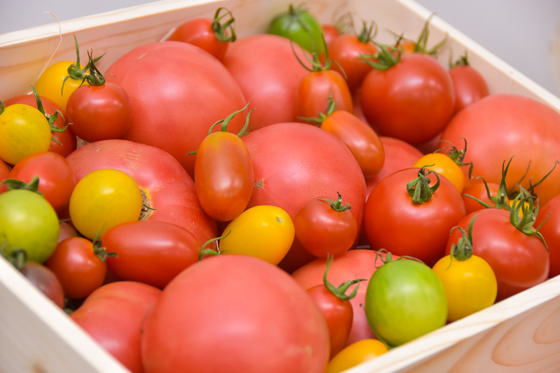 JRとまとランドいわきファームは太陽光利用型植物工場で11種類のトマトを栽培