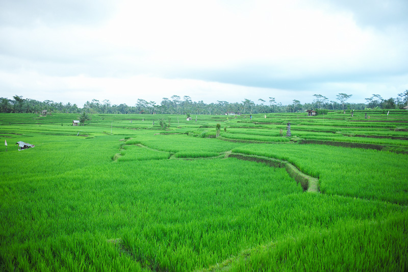 星のやバリの周囲には棚田が広がっている（画像提供：星野リゾート）