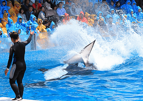 鴨川シーワールド 営業時間の延長や特別割引 シャチスペシャルパフォーマンス などの17 春イベント開催 営業時間延長日の15時15分以降は大人1500円 3月11日から トラベル Watch