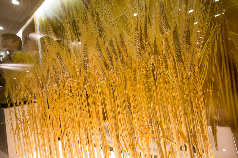 ビール作りに大切な天然水についての映像解説。次の順路は麦芽の展示と説明。麦芽は試食もできる