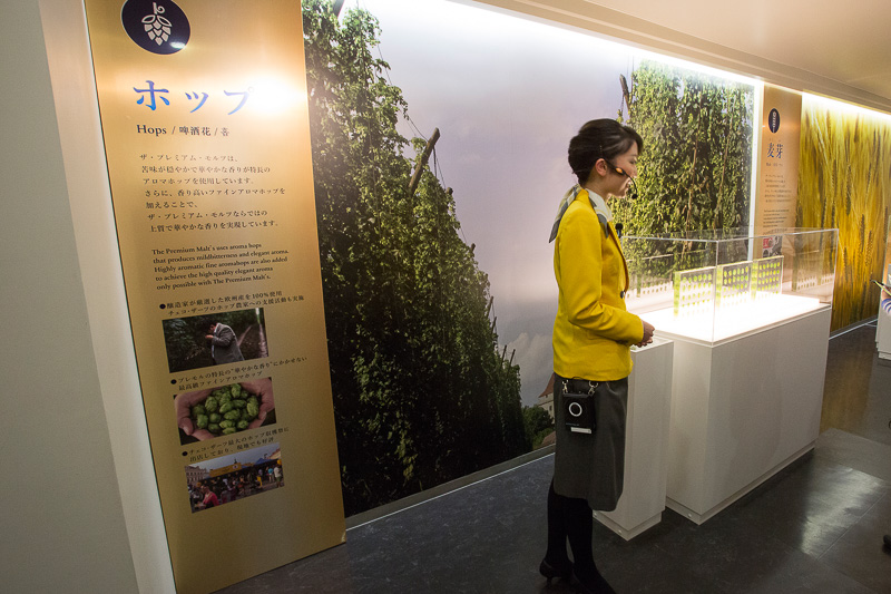 こちらはホップの展示。ホップはもいだものなら見たことあるが、どのように成っているのかは知らなかったが、それもパネルで確認できる