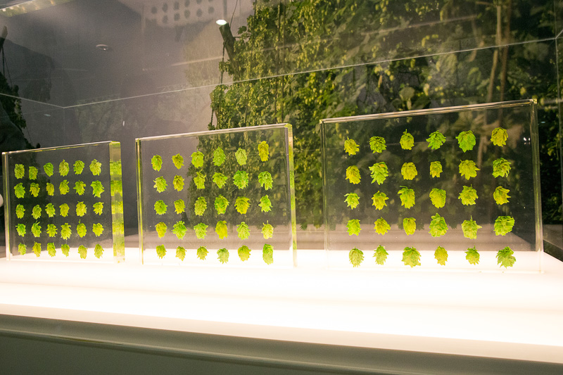 こちらはホップの展示。ホップはもいだものなら見たことあるが、どのように成っているのかは知らなかったが、それもパネルで確認できる