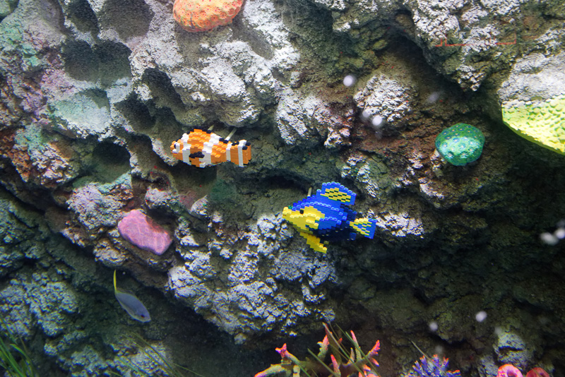 本物の魚以外に、ブロックでできた魚もいる