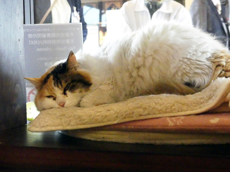 ガラス越しなので触ることはできません。写真を撮る時はカメラのフラッシュをOFFにするのを忘れずに