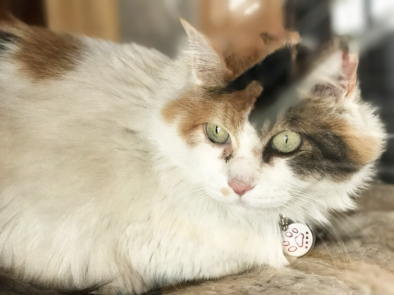 ニタマ駅長の勤務時間は10時～16時です