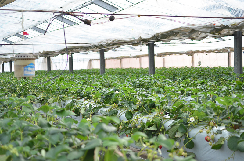 広いハウスの中