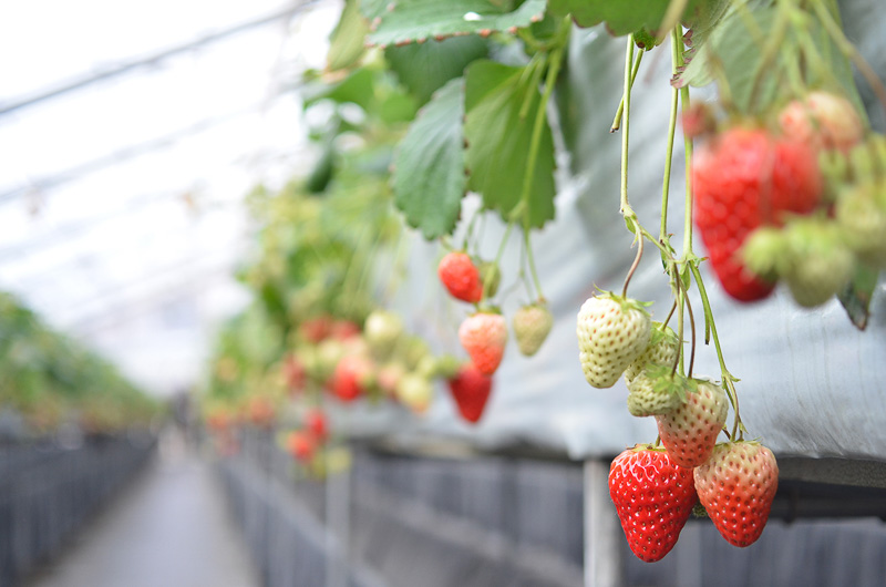 ハウスによってイチゴの種類が違うそう