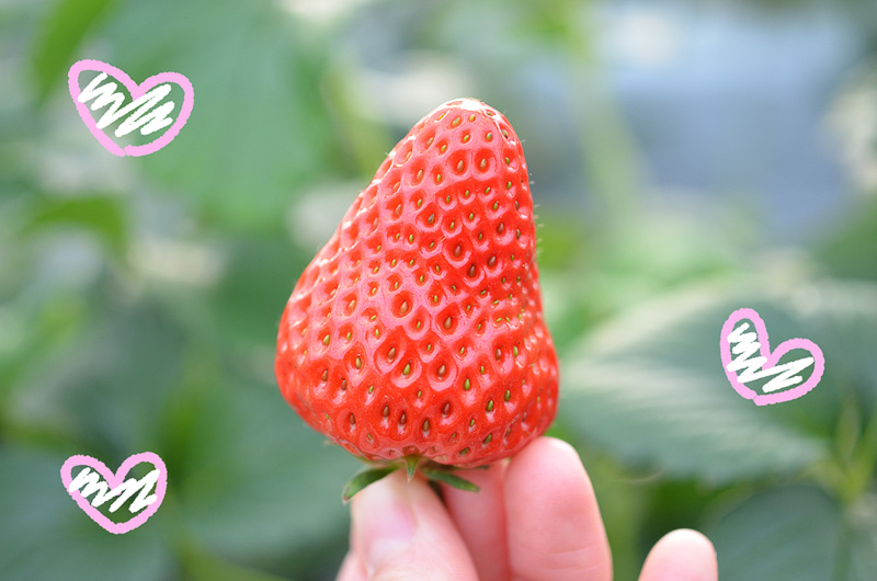 つやつやしていてみずみずしい！　そして大きい！