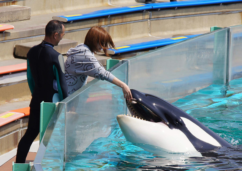 日本で唯一シャチと触れ合える鴨川シーワールド
