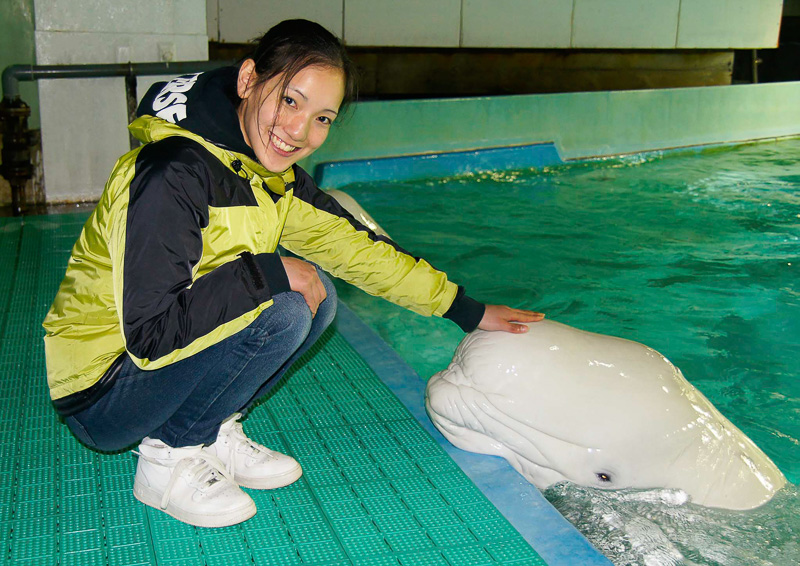 ベルーガ（シロイルカ）とも触れ合える