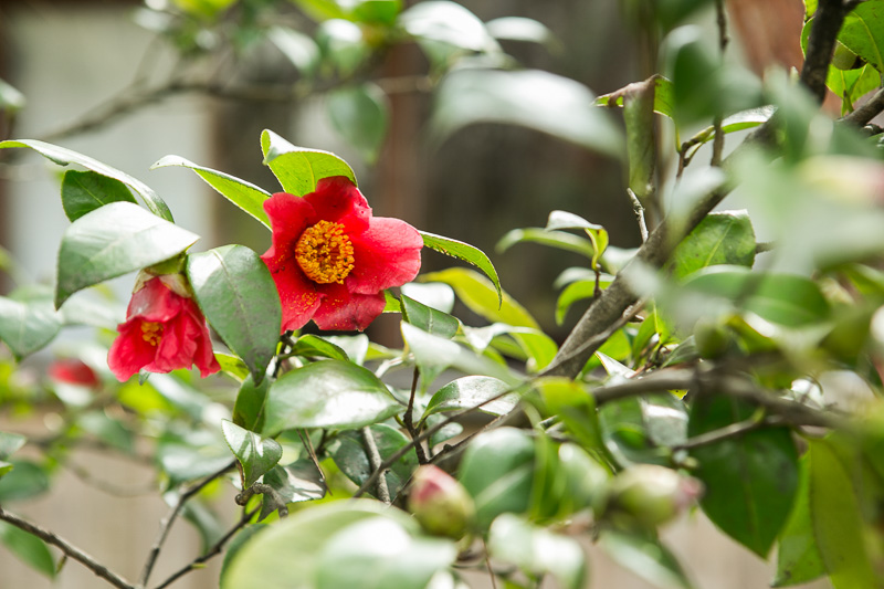 この東屋が「樂翠亭」と名付けられ、庭園だけで900坪ある