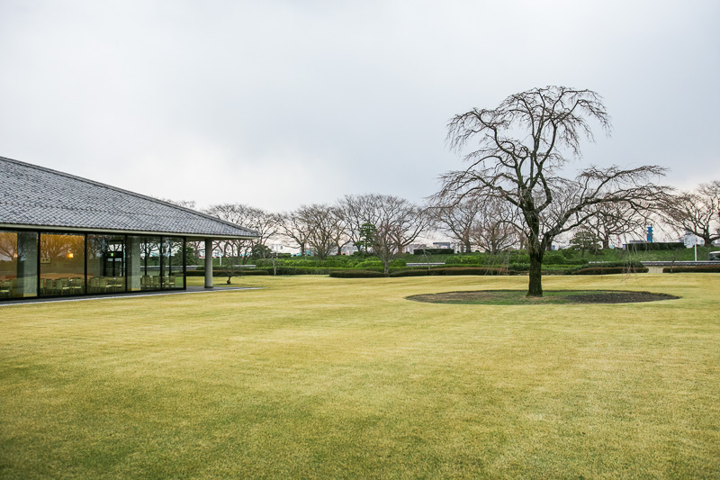 中庭の中央にはしだれ桜があり、桜の季節には神通川のソメイヨシノとのコントラストが見事だという