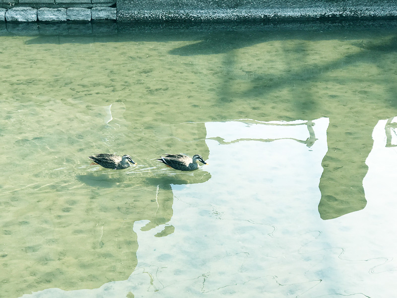 川には気持ちよさそうに泳ぐカモの姿が