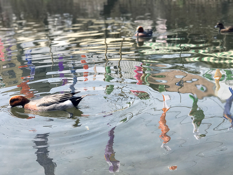 カモも餌を求めて近寄ってきます
