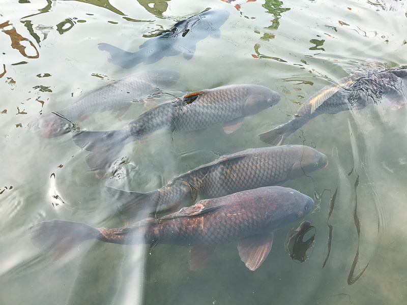 鯉太郎はどれだろう!?