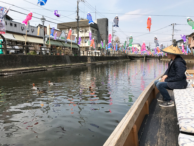 まだ鯉太郎を探しています