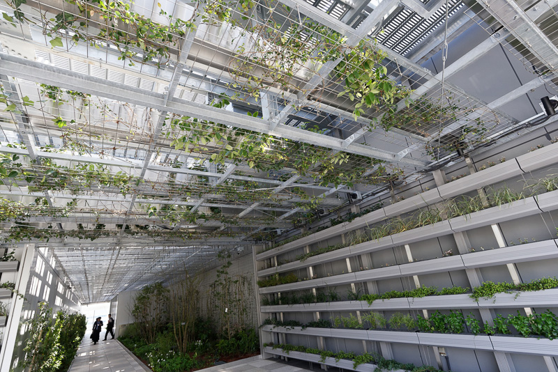 壁やルーフに植えられた大量の植物。年月を経ることで成長し、一面を緑が覆うことになるという