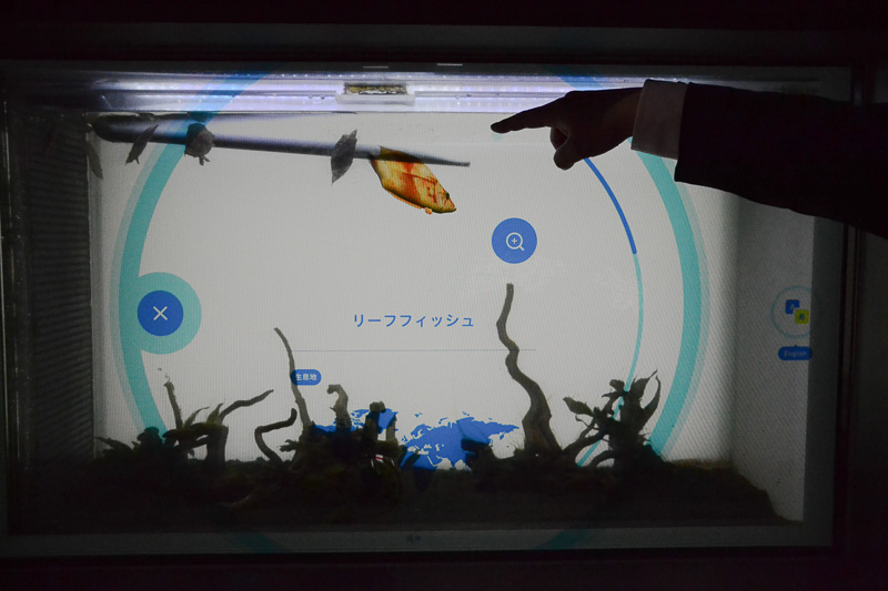 タッチすると、魚の名前や生息地の情報が表示される。また指の動きに合わせて魚が動く
